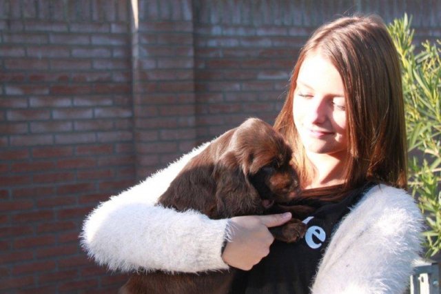 liefse op het eerste gezicht